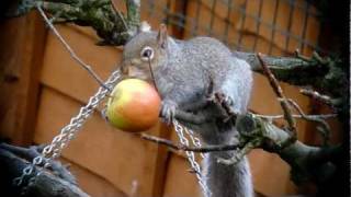 George the Squirrel eats an apple #1