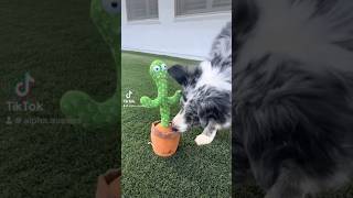 Stella Reacts to Talking Cactus Toy 🌵