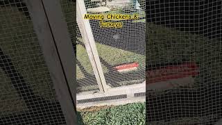 Moving Chickens & Turkeys! #outdoors #chicken #turkey #turkeybird #chickens chicken