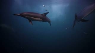 Dolphins snagging sardines  #sardinerun #dolphin #dolphins #sharks #southafrica #ocean #blue