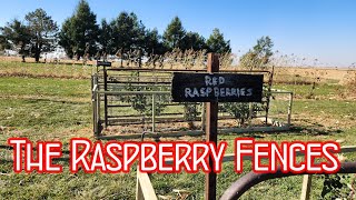 The Raspberry Fences