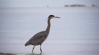 Great Blue Heron fishing  | SONY A6000 + SONY E 70-350mm F4.5-6.3 G OSS