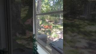 The deers keep coming everyday #animals #deers #shorts