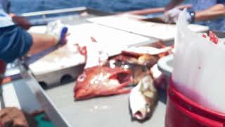 My Catches - Fun Deep Sea Fishing - Oxnard CA 7-15-24