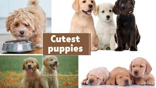 Top 10 Cutest Puppies in the World