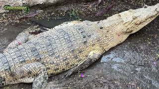 Croctober- Smashing Pumpkins with Saltwater Crocs