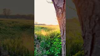 Nature cinematic #evening #sunset #village #shorts #trending #ytshorts