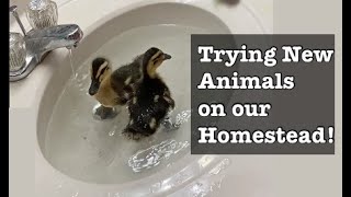 Kitten, Ducklings, Chicks, and a Honey Bee Cut-Out: New Farm Critters