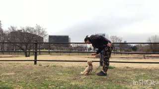 Dog training in Japan for Mishel 🐾