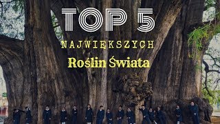 TOP 5 Największych roślin świata