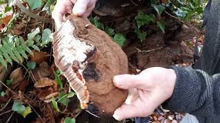 Foraging For Artist’s Conk (Ganoderma Applanatum)