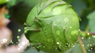 Gold Cot cotton hybrid from AAGL company in Telugu language for Indian  Telugu farmers