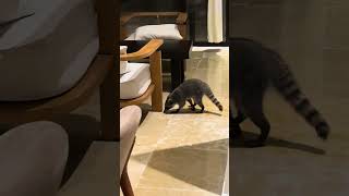 Funny Raccoon is visiting hotel…..