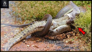 Top 20  Moments When Huge Snakes Eat Their Prey That Will Make You Cringe