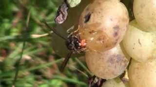 Frelons asiatiques ( Vespa velutina ) en train de se gaver de jus de raisin...