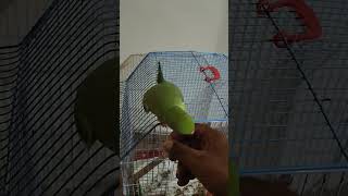 Perry green Parrot ringneck #viralvideo #birdslover #youtube ##youtubevideos #shorts