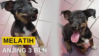 Cara Melatih Anak Anjing / Puppy Dog Trainning