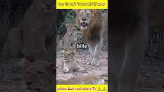 Top 5 fact about lions 🦁🤯🤯.#facts #shortvideo #shorts #shorts #animals