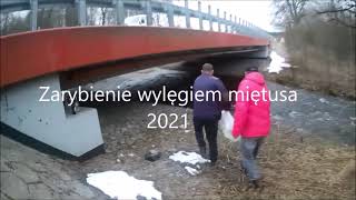 Zarybienie wylęgiem Miętusa  2021 r.