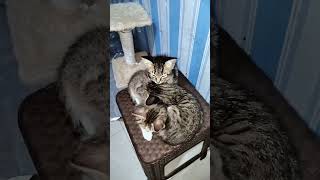 LITTLE CAT SLEEP #dafsfamilychannel #cat #catlover #cutecats #kucingkucinglucu #cat #littlecats