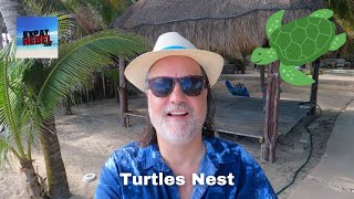 Turtles nest