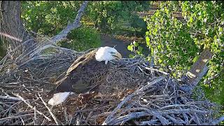 09 18 24 FSV juvenile follows food