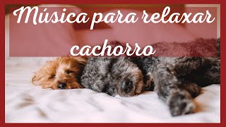 99% dos cachorros relaxam com essa música (TESTADO)