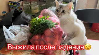 Кошка жива после падения с пятого этажа!И благополучно ест укроп и петрушку!!