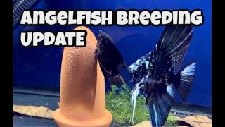 Spawning Angelfish & Baby Update - Late January 2020