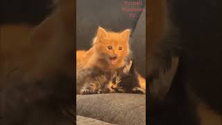 Funny Animals Videos 🤣 | Ep. 579 #shorts #viral #funny