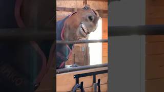 FUNNIEST VIDEOS ON THE INTERNET, PART 16 #animals #funnyanimals #funny