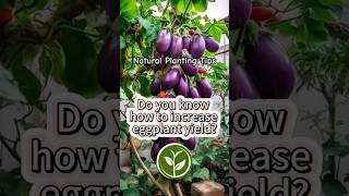 Do you know how to increase eggplant yield? #plants #shortvideo #garden #youtubeshorts #viralvideo