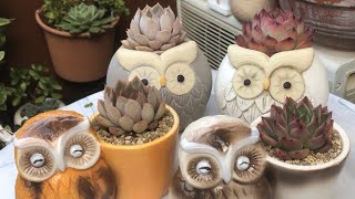 Repotting Newly Purchased Succulents With My Favorite Owl Pots| #多肉植物のある暮らし | #succulentlover