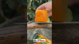 Persimmon