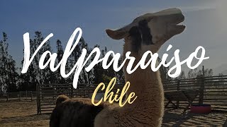 Lhamas, Oceano Pacífico e Valparaíso | Vlog de viagem Chile 2 | Júlia Orige