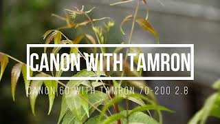 Canon 6D with tamron 70-200 Video test