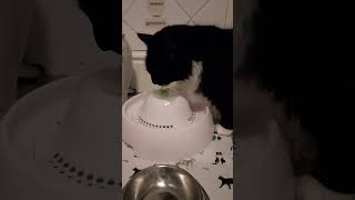 Just Windsock the cat drinking water!