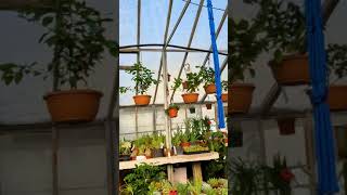 🌿 Step into the lush world of Calvert's Nursery! Journey through our greenhouse as t...