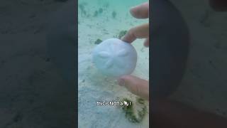 How To 🪴 A Sand Dollar! #shorts #nature #explore #trending #animals #youtube #ocean