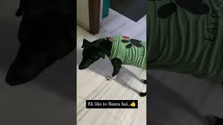 Summer T Shirt For Small Medium Dogs Cats