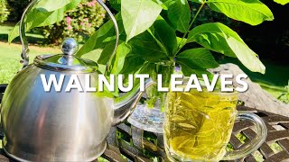 Walnut Leaves: Healthy Lifestyle