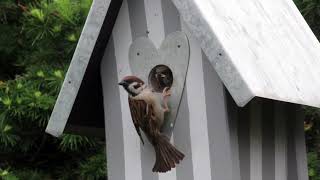 Birds feeding Bird dancing latest