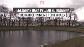 Лебеди Руслан и Людмила вернулись в пруд Летнего сада