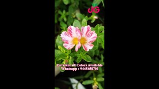 Purslane 40 colors - Portulaca 30 colors for sale online - Pathumani - Whatsapp : 9445450701