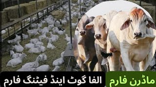 الفا گوٹ فارم کا وزٹ /جدید گوٹ فارمنگ /فیٹنگ فارم