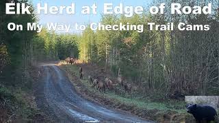 Elk Herd at the Edge of the Road