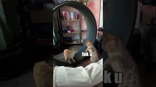 Funny Moments, Cute Animals - Cat Videos, Funny Cat Video