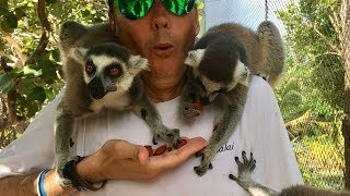 Playing with the lemurs of Necker