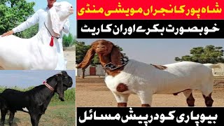 شاہ پور کانجراں مویشی منڈی میں بیوپاری کو درپیش مسائل|| Khanjeeoffcial