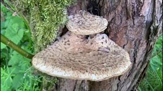 Schuppiger Porling - Polyporus Squamosus